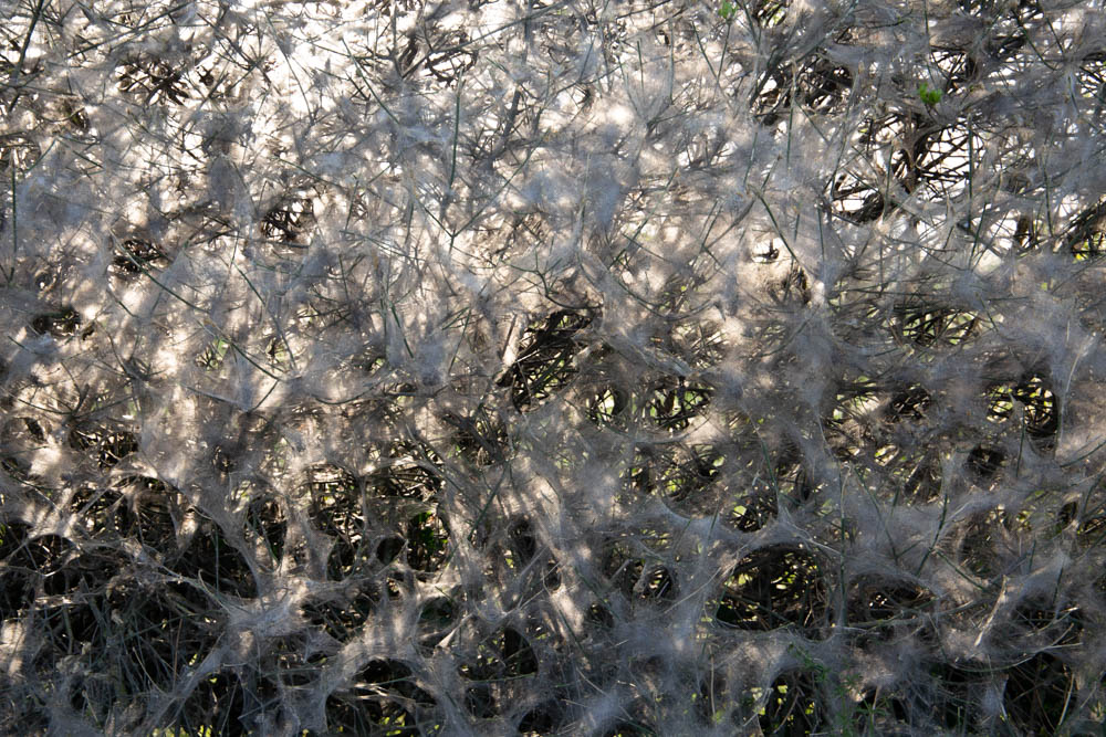 Texture spider webs